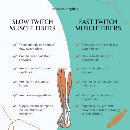 Differences between muscle fibers