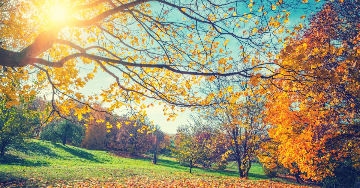 Tone and Strengthen | Discover 5 reasons fall beats